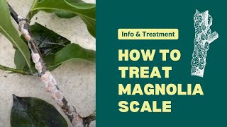 How to treat Magnolia Scale