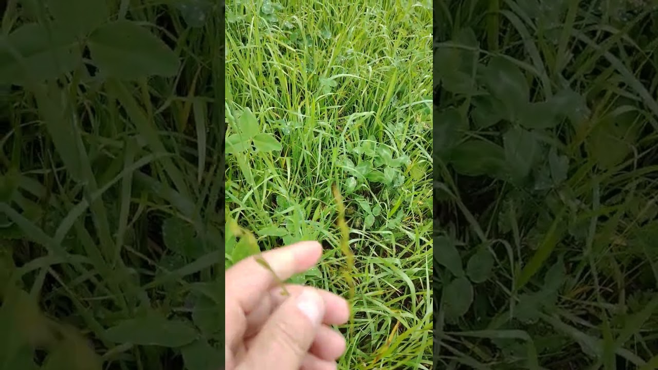 Лужок с райграсом пастбищным