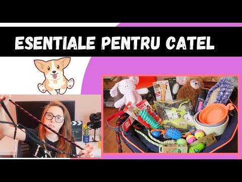 Video: Cum Să Cumperi Un Catelus Cu Pedigree Ieftin