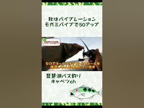 バイブでキモティィィィィ バス釣り バイブレーションで琵琶湖南湖デカバス モガミバイブ最強説 Shorts Youtube