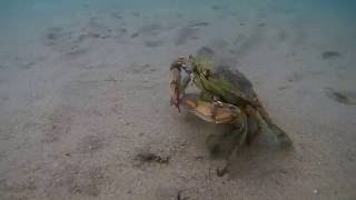 Enez-2 Yengeçle Kovalamaca