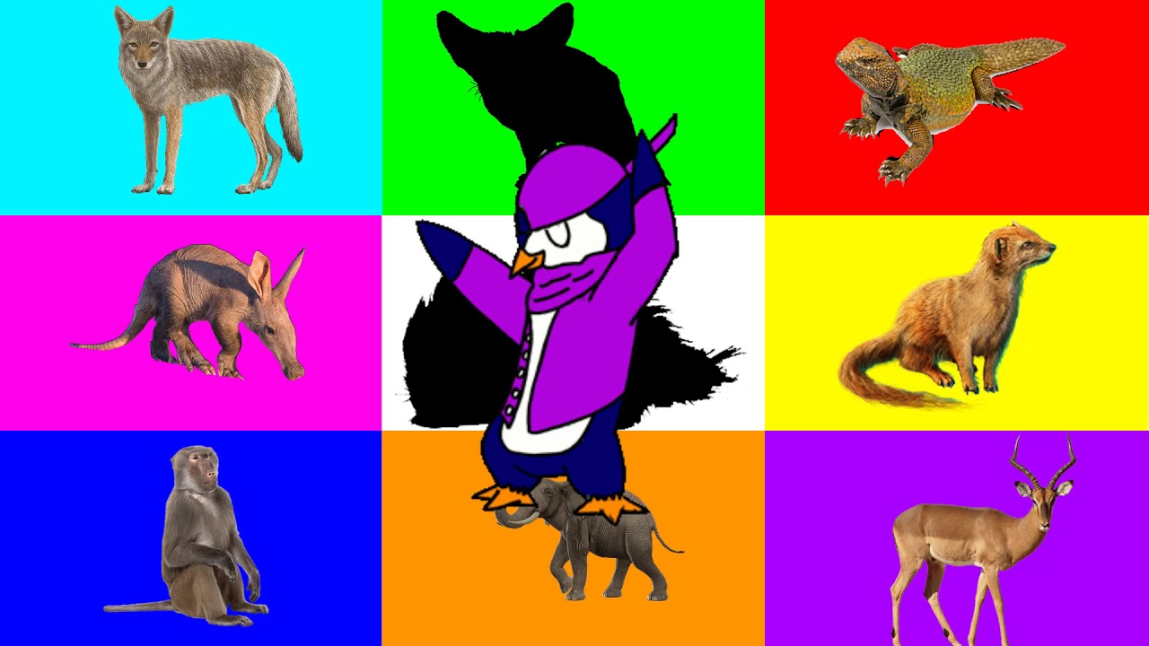 Rectangle color African animals | Learn Zoo Wild Animals Names and Sounds