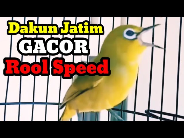 Dakun Jatim Gacor Roll Speed | Dakun Jatim Rooll Tembak class=
