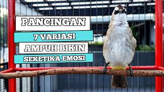 Trucukan Gacor Tarung Ropel Panjang Pancingan Trucukan Agar Bunyi Masteran Trucuk Gacor Emosi