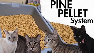 Cheap Cat Litter Alternative - Setup Cleaning and Transition