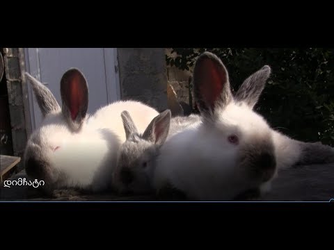 რუსული კალიფორნიულის ხაზი დიმჩატი...