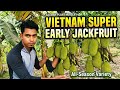 Vietnam super early jackfruit ! all over India delivery ! my contact number 9679816862