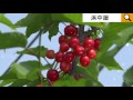 佐藤錦、紅秀峰、自家受粉しない桜桃なんです・・。Sato Nishiki Japanese cherry