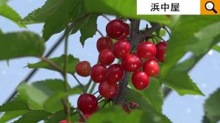 佐藤錦、紅秀峰、自家受粉しない桜桃なんです・・。Sato Nishiki Japanese cherry