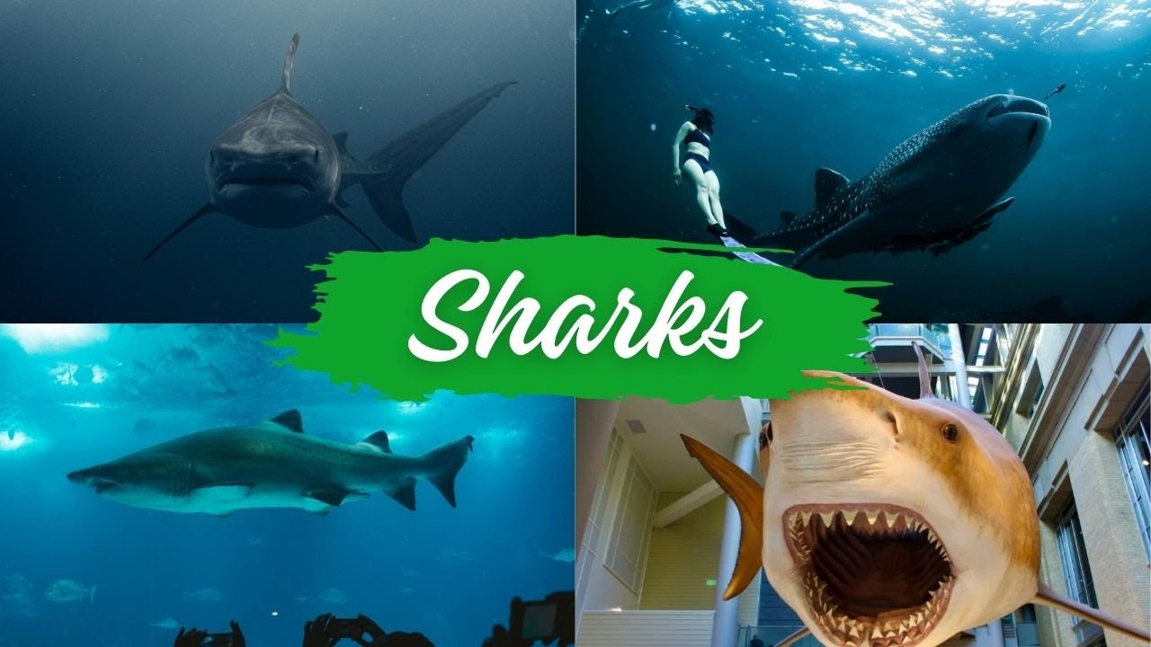Sharks: The Ocean's Ancient Predators | short documentary