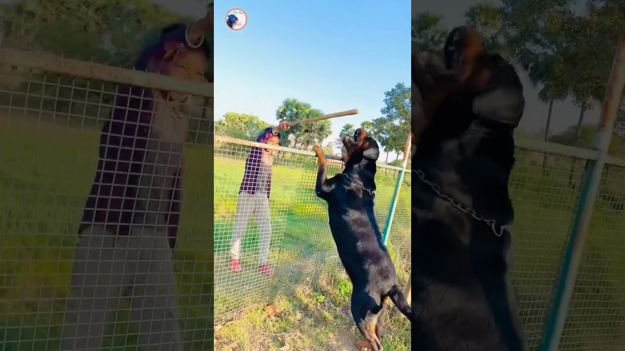 Top 10 guard dogs for your home😱✅ #pet #wildlifemax #doglover #short #viralvideo