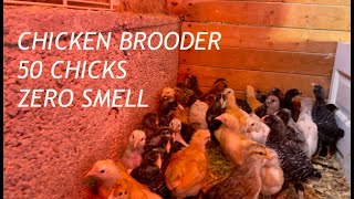 Chicken Brooder is easy and chickens have NO SMELL
