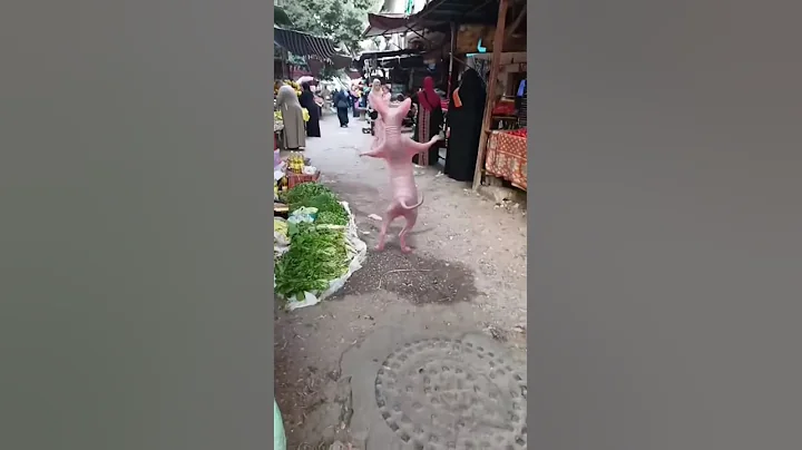 Video 11467031: cat dance funny love, nice lovely cute cats, funny cats beautiful love