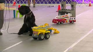 2023 Scent Work Demonstration by Westminster Kennel Club Dog Show 2,868 views 10 months ago 10 minutes, 42 seconds