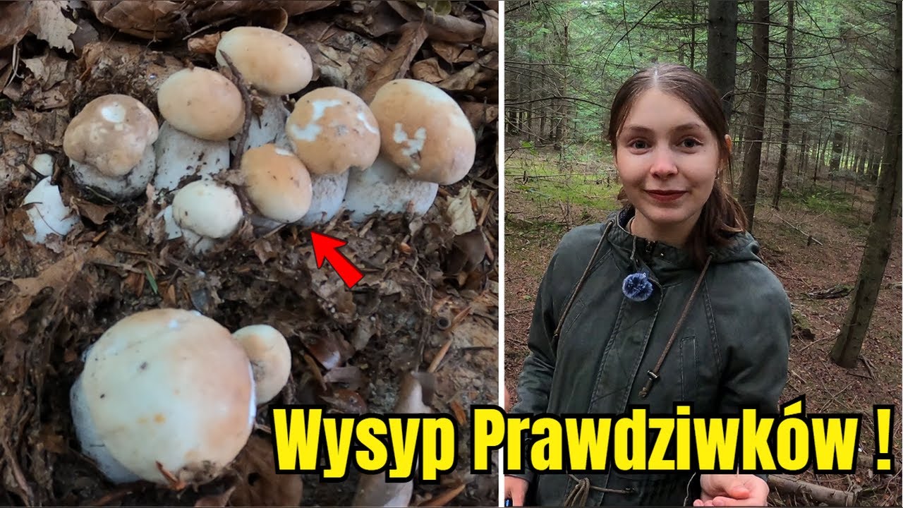WYSYP PRAWDZIWKÓW - ROSŁY JEDEN OBOK DRUGIEGO | GRZYBY 2025