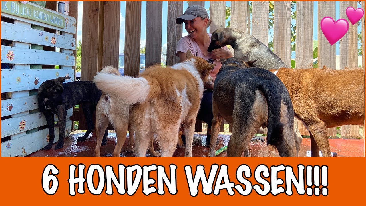Chaos met het wassen!!! | DierenpraatTV