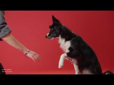 Silent Partner Dog And Pony Show No Copyright Music Music Video 