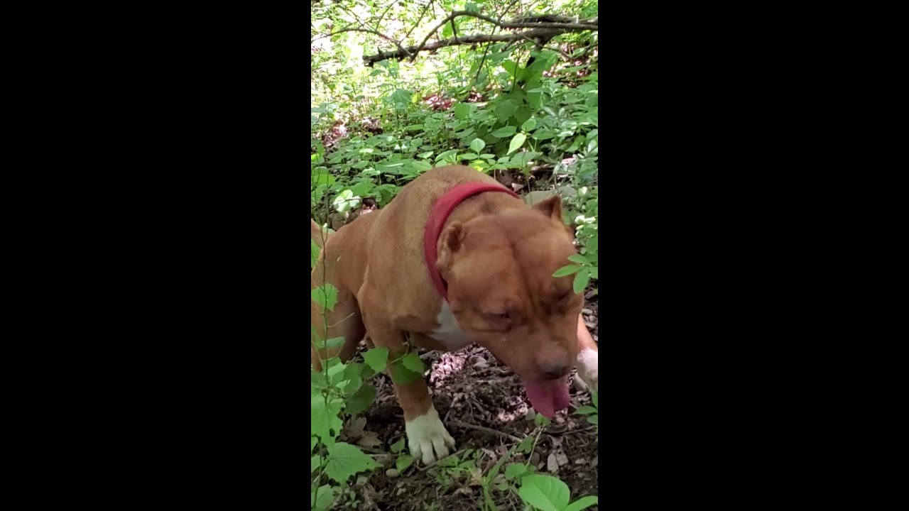 Working Pitbull Dog Showing His American Pitbull Terrier Roots