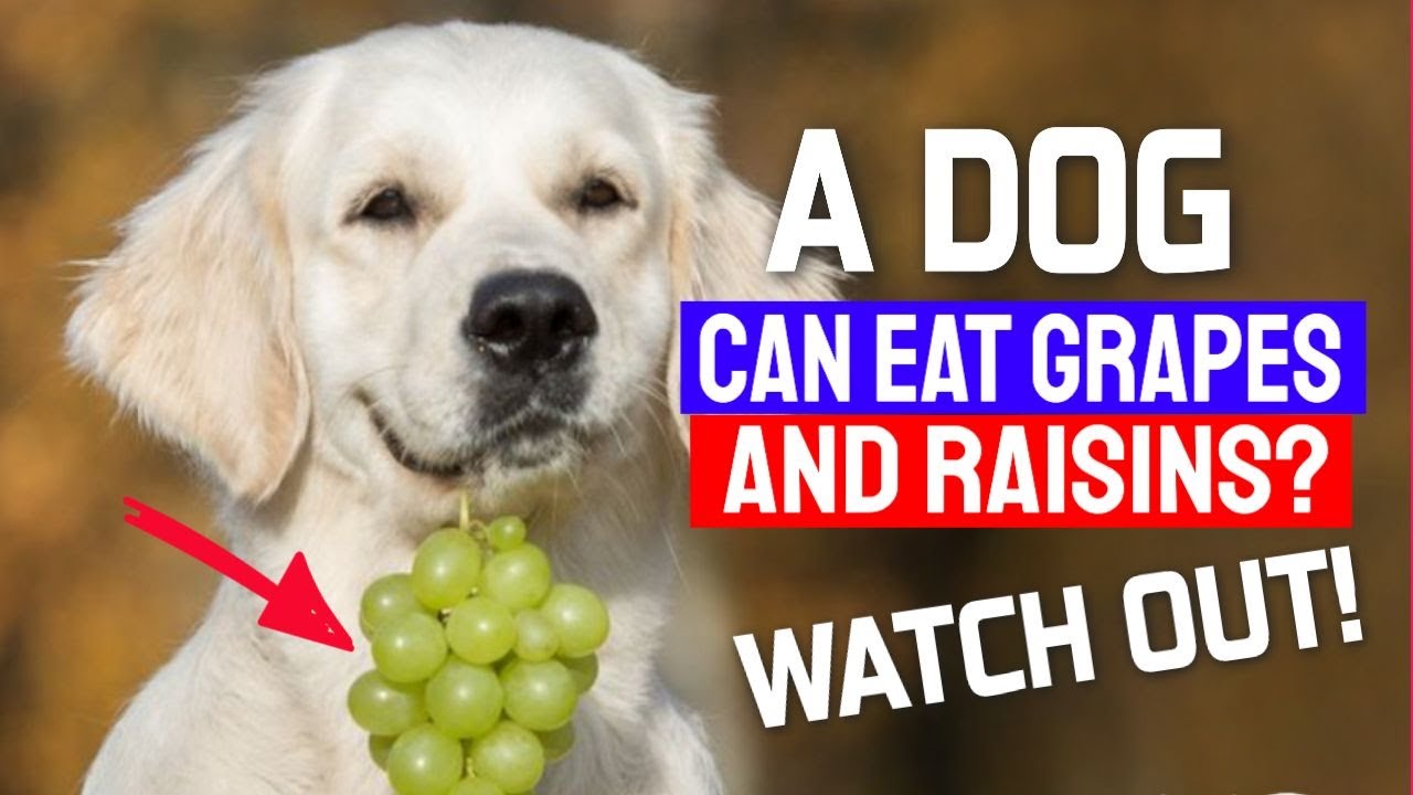 Can Your DOG EAT GRAPES And RAISINS YouTube Can Your DOG EAT GRAPES And RAISINS YouTube