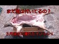 イノシシの皮剥ぎ・解体