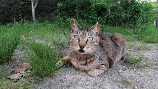 最初は警戒していたけどナデナデすると懐いてきてゴロンゴロン転がる野良猫