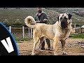 Los 5 Perros Pastores Mas Poderosos Del Mundo - Shepherd Dogs