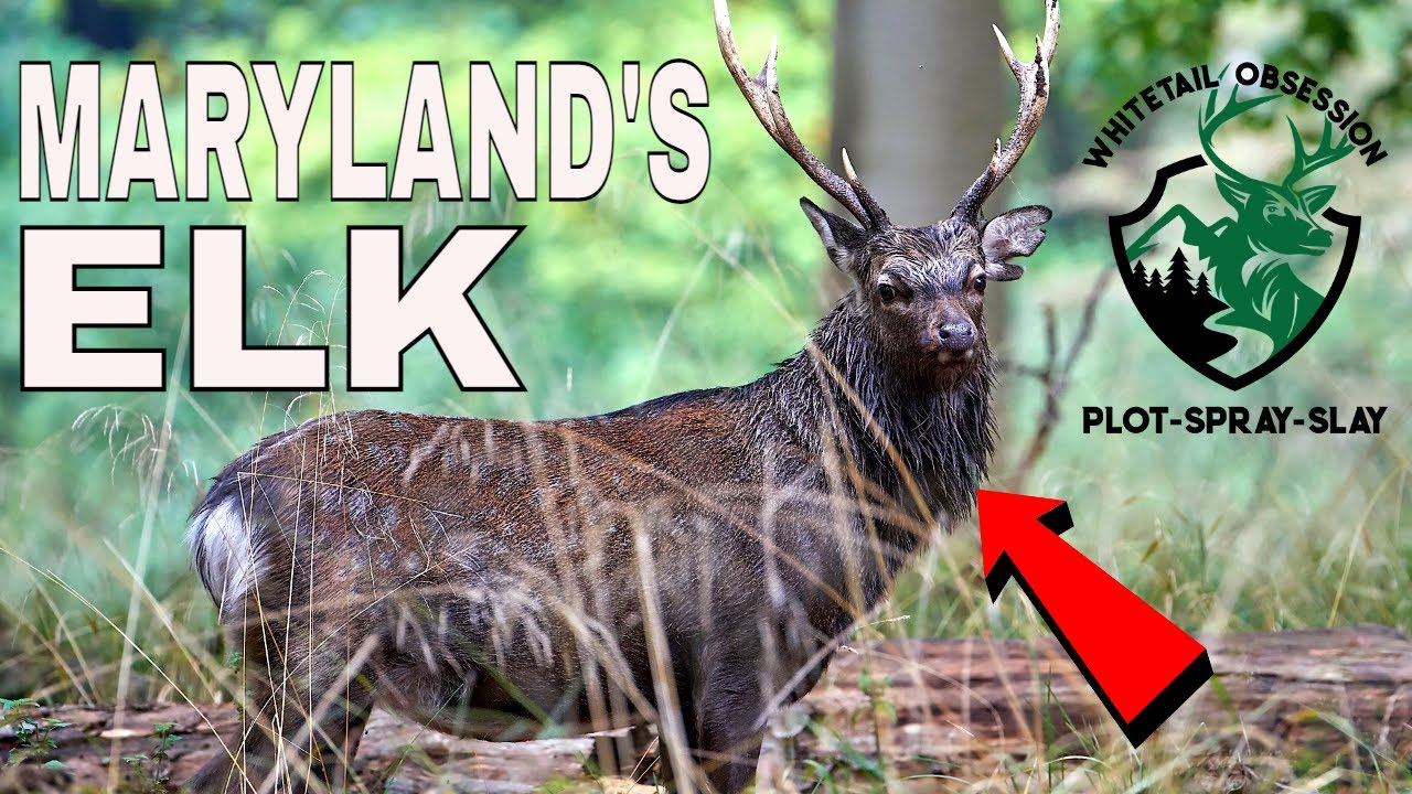 Scouting For Miniature ELK/Japanese DEER! - YouTube