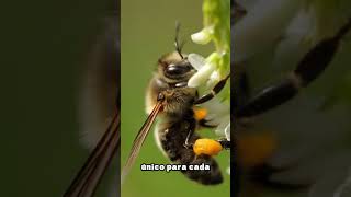 Native Bee 6