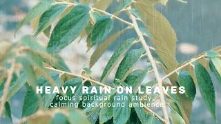 rain on leaves for relax, focus, meditation study, calming background and deep sleep therapy
