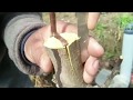 Strap Grafting Technique #TheAppleMirror