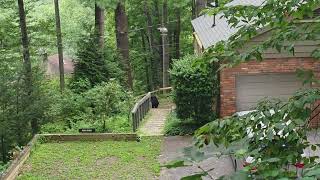 Backyard Bear