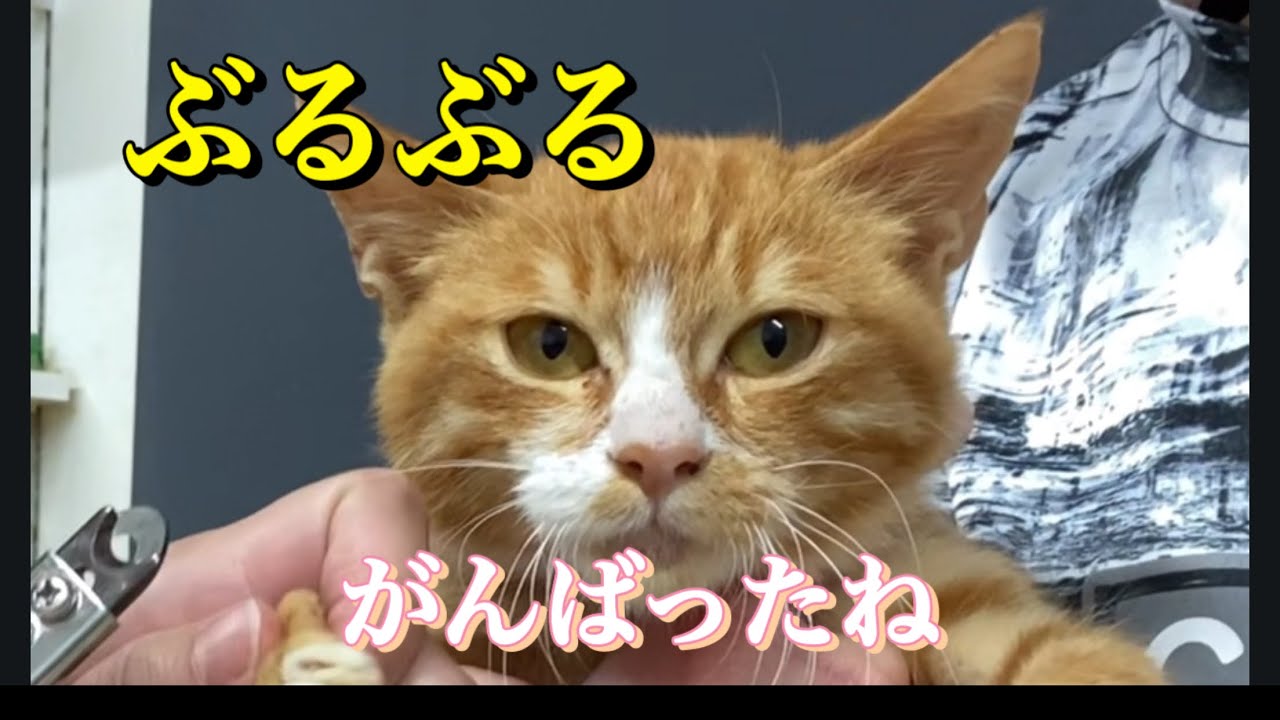 怖いのに逃げない。えらすぎる保護猫の爪切り