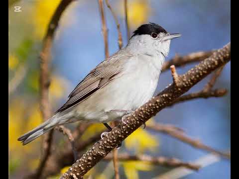 اجمل صوت خوري شماس مجرب