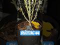 Blütetag 44 #growth #420 #homegrown #plants