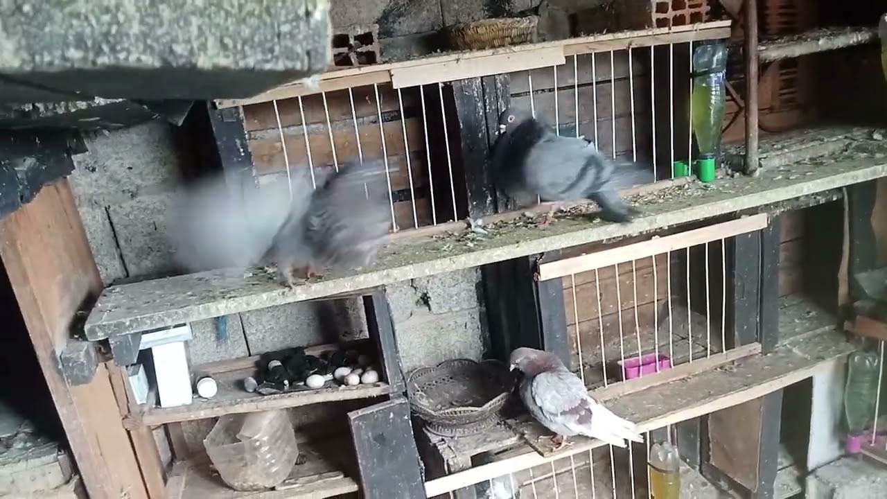  اليوم اخوتي غانولعكم غير في شنيبرات سيفيانوس فرجه ممتعه وتحياتي لجميع لموالع سيفيانوس#pigeon 