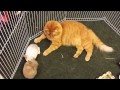 Rabbits mistaken for kittens by caring cat