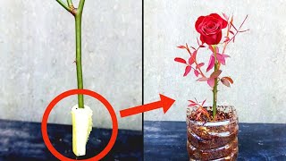 new experiment for rooting rose branches || how to propagate rose branches || new rooting technology