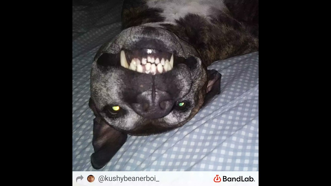 kushybeanerboi - flaps prod.anythingtypebeat