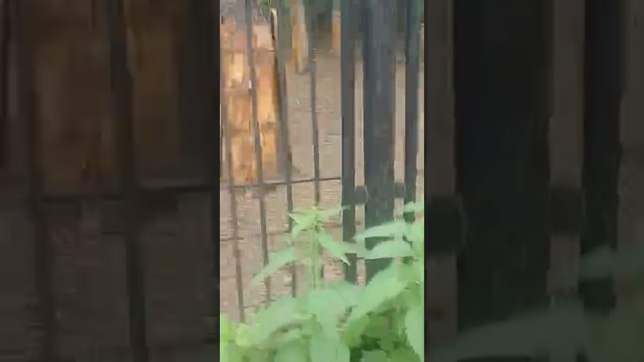 Сибирский горный козёл