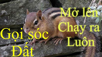 Tiếng sóc đất mồi hay.#sóc gọi bẩy #tiếng sóc con . Đăng ký kênh ủng hộ nhé anh em