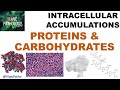 Intracellular accumulations proteins  carbohydrates
