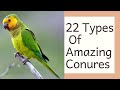 22 Varieties Of Conures || Best Conures As Pet || Different Types Of Conures || Rare Conure Species.