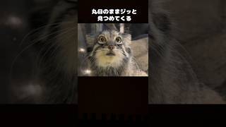 マヌルネコの不機嫌な顔がかわいすぎる件😂❤️#動物雑学#かわいい動物#生き物#shorts