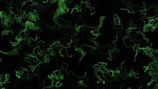 Algorithmic Algae: Simulating Nature with Code
