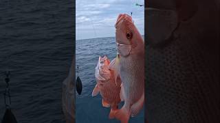 Double strike red snapper #fishing #fishingmania #fish