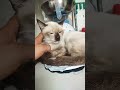 Meet My Jacko The Handsome Cat Meet My Jacko The Handsome Cat