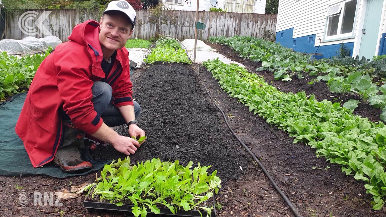 gardenia Urban farmer living the good life in Taranaki