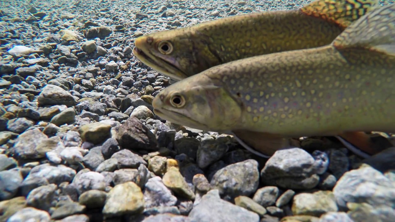 Totale Eskalation in glasklarem Wasser😱 Auf Meerforelle und Hornhecht!