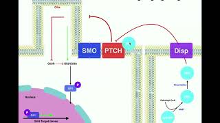 Biosignaling | Sonic Hedgehog (Shh) Signaling Pathway