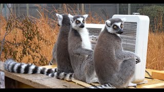 ワオキツネザル 電気ヒーターで暖をとる Ring-tailed Lemurs Warm Themselves by the Heater in winter